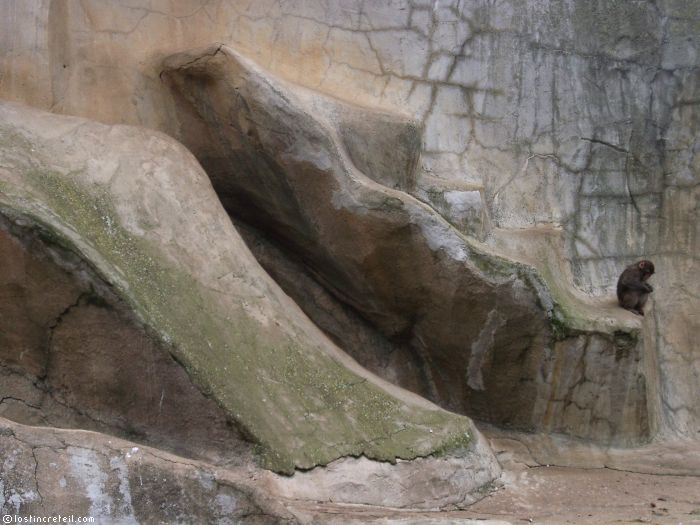 Monk monkey in Vincennes zoo - Paris 12